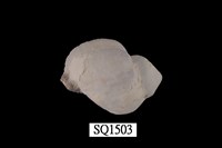 藏品(紫口珊瑚螺)的圖片